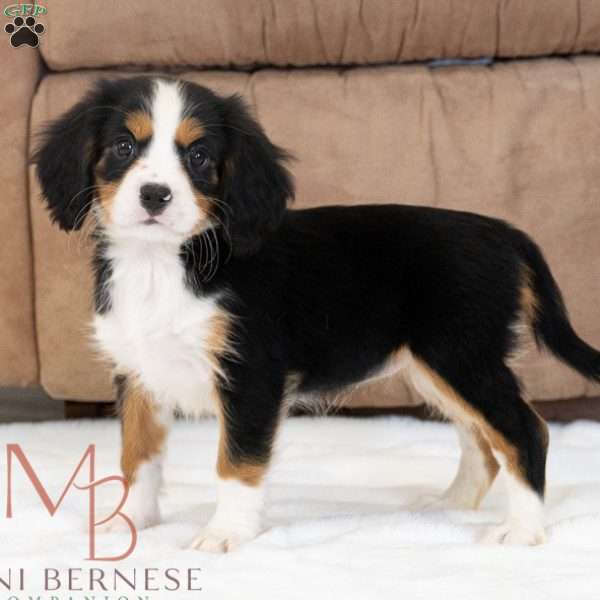 Reese, Miniature Bernese Mountain Dog Puppy